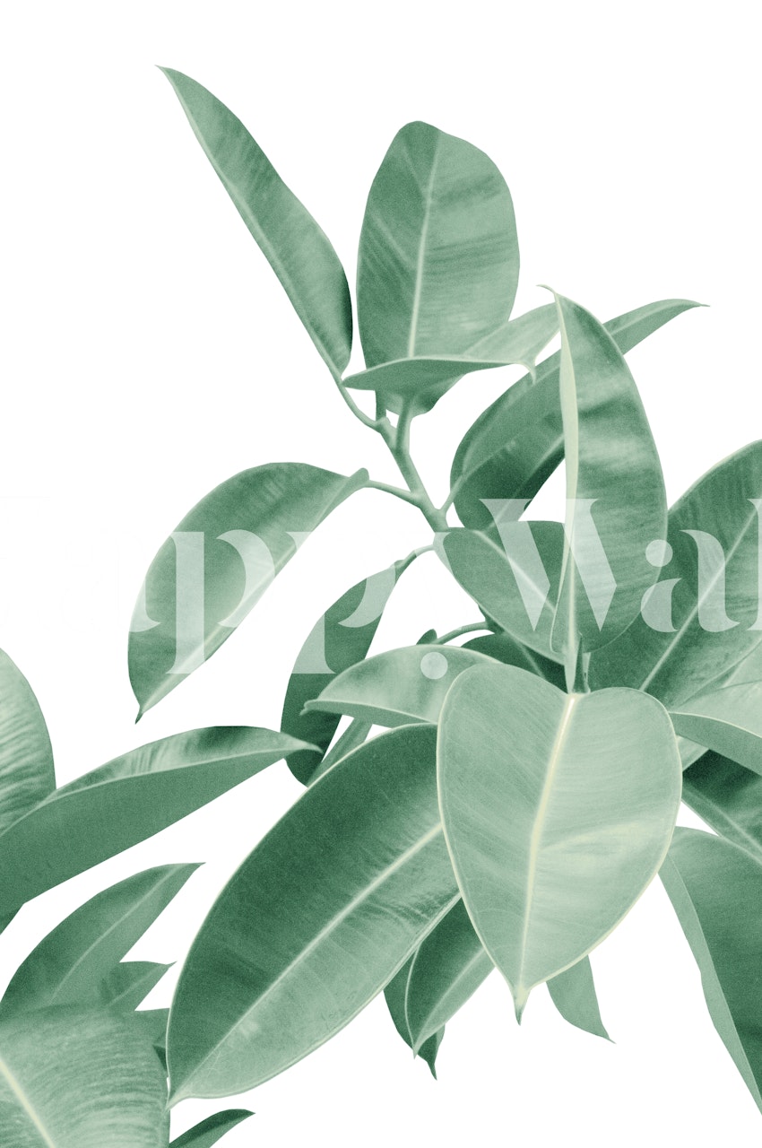 Soft green Ficus Elastica leaves wall mural from Happywall