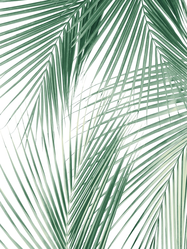 Palm Leaves Jungle Dream 1