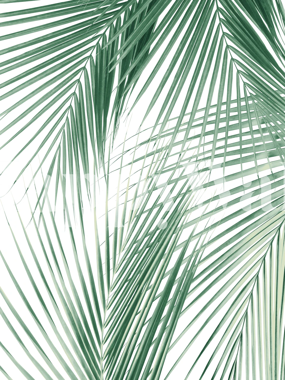 Palm Leaves Jungle Dream 1 behang in een kamer