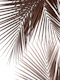 Tropical Palm Leaves Jungle 1
