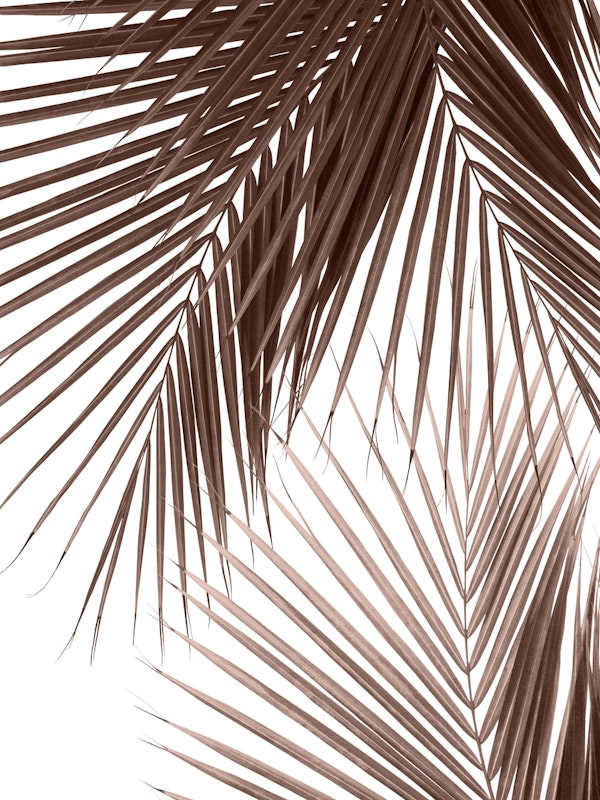Tropical Palm Leaves Jungle 1