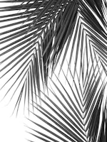 Tropical Palm Leaves Jungle 2 papiers peint