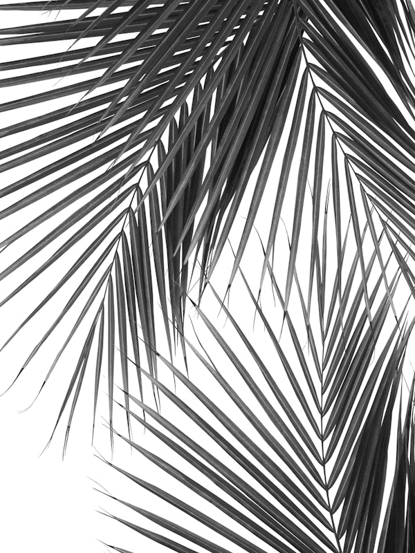 Tropical Palm Leaves Jungle 2
