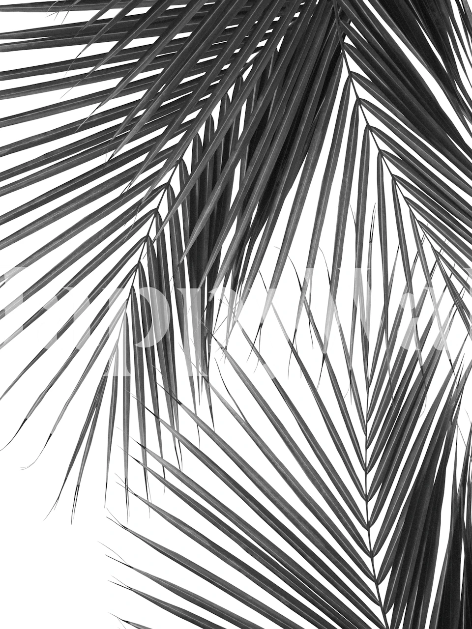 Tropical palm leaves in black and white wallpaper