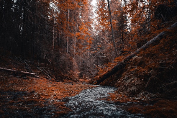 Forest in Hälsingland Sweden