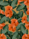 Hibiscus Jungle Leaves Dream 3