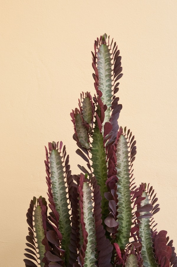 Rubra Cactus Delicado 1