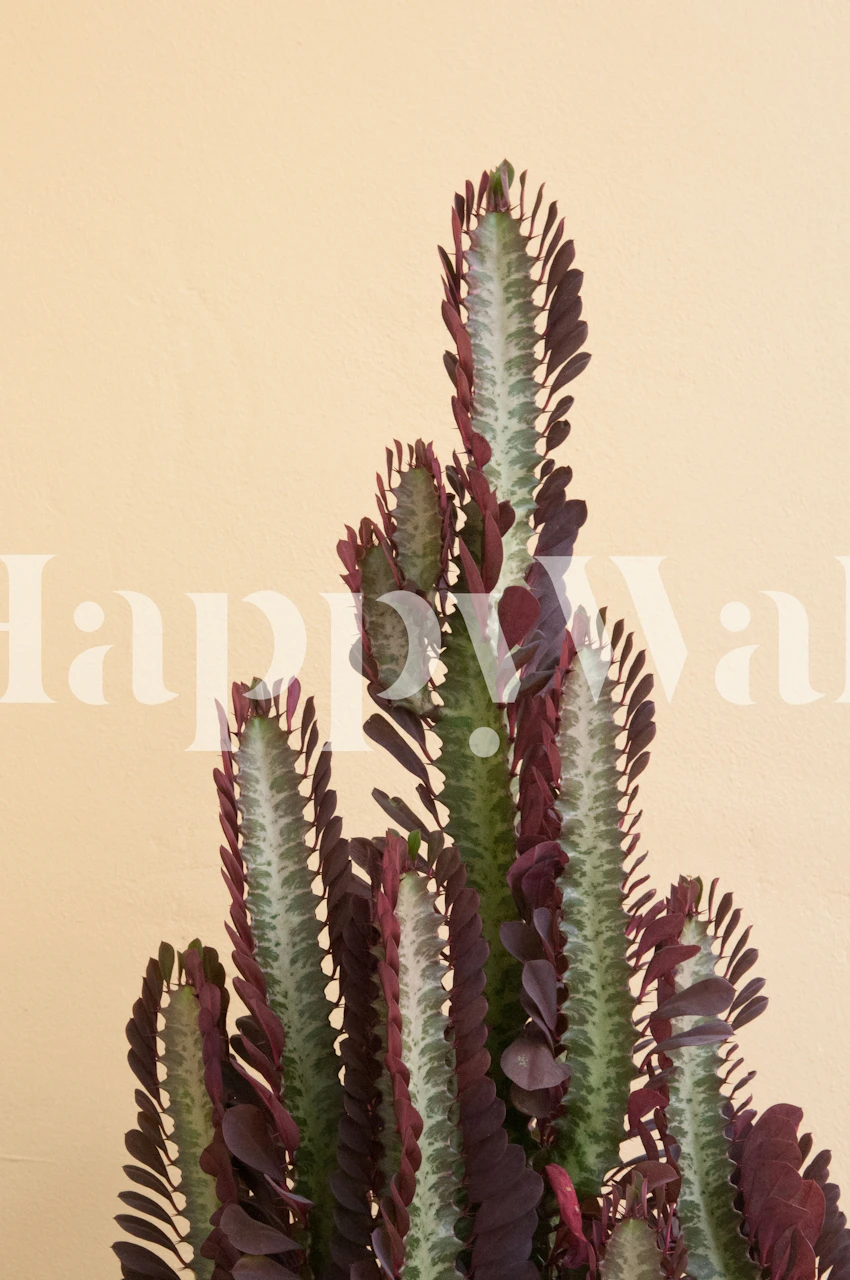Cactus plant with purple and green leaves on beige background wallpaper