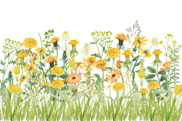 Yellow Summer Dandelion Meadow