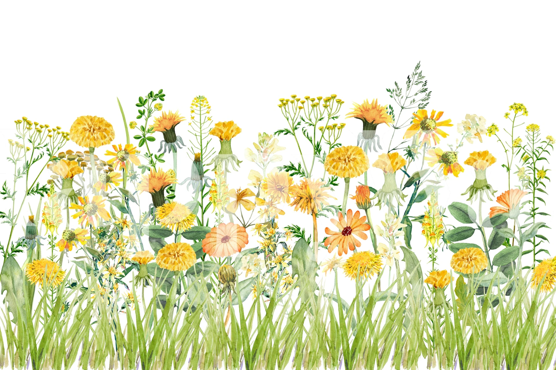 Yellow Summer Dandelion Meadow wallpaper in a room