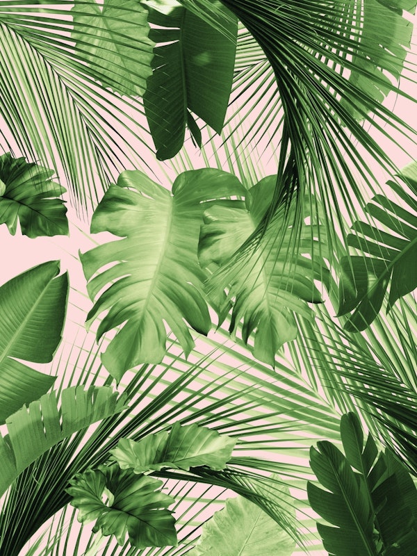 Jungle Day Leaves Siesta 2