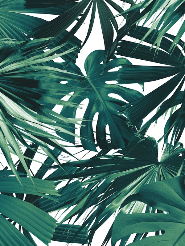 Tranquilo Tropical Jungle 1