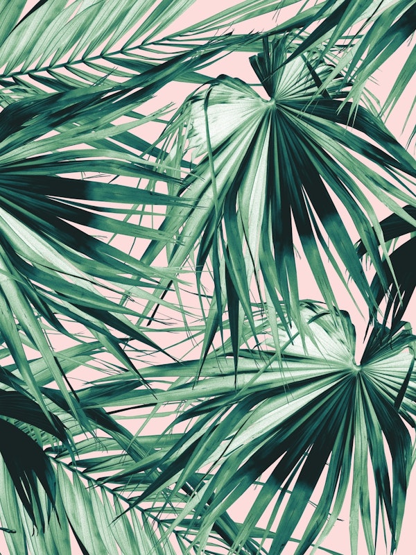 Fan Palm Jungle Dream 1