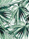 Fan Palm Jungle Dream 2