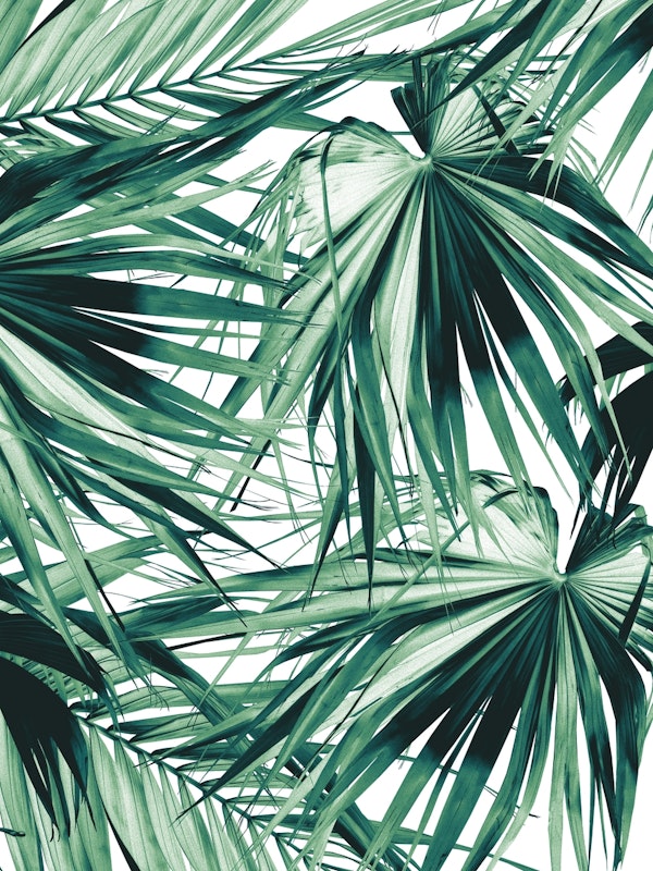 Fan Palm Jungle Dream 2