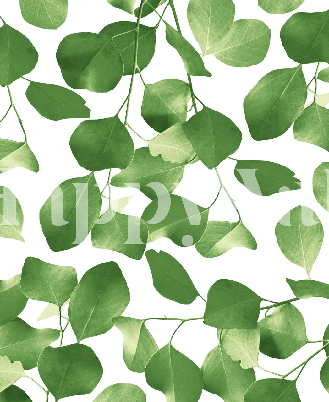 Eucalyptus leaves pattern in shades of green on a white background wallpaper