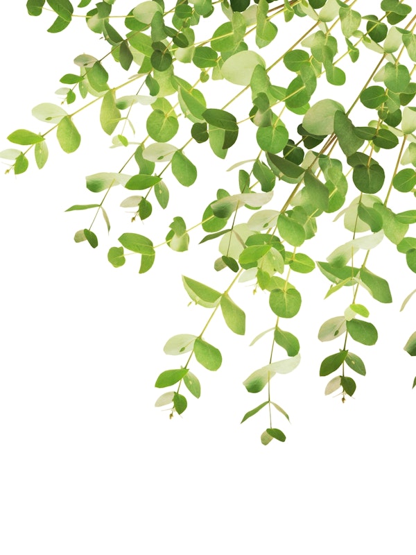 Eucalyptus Fresh Green 1