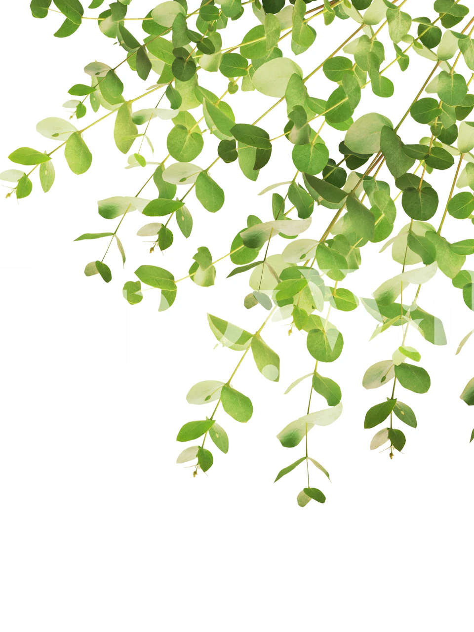 Eukalyptusgrener med friske grønne blader mot et lyst veggmaleri