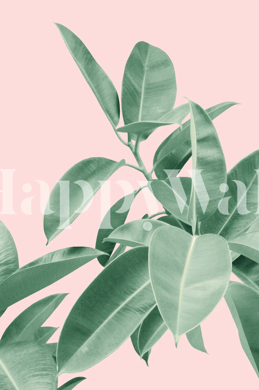 Soft green Rubber Plant leaves on blush background for wall mural