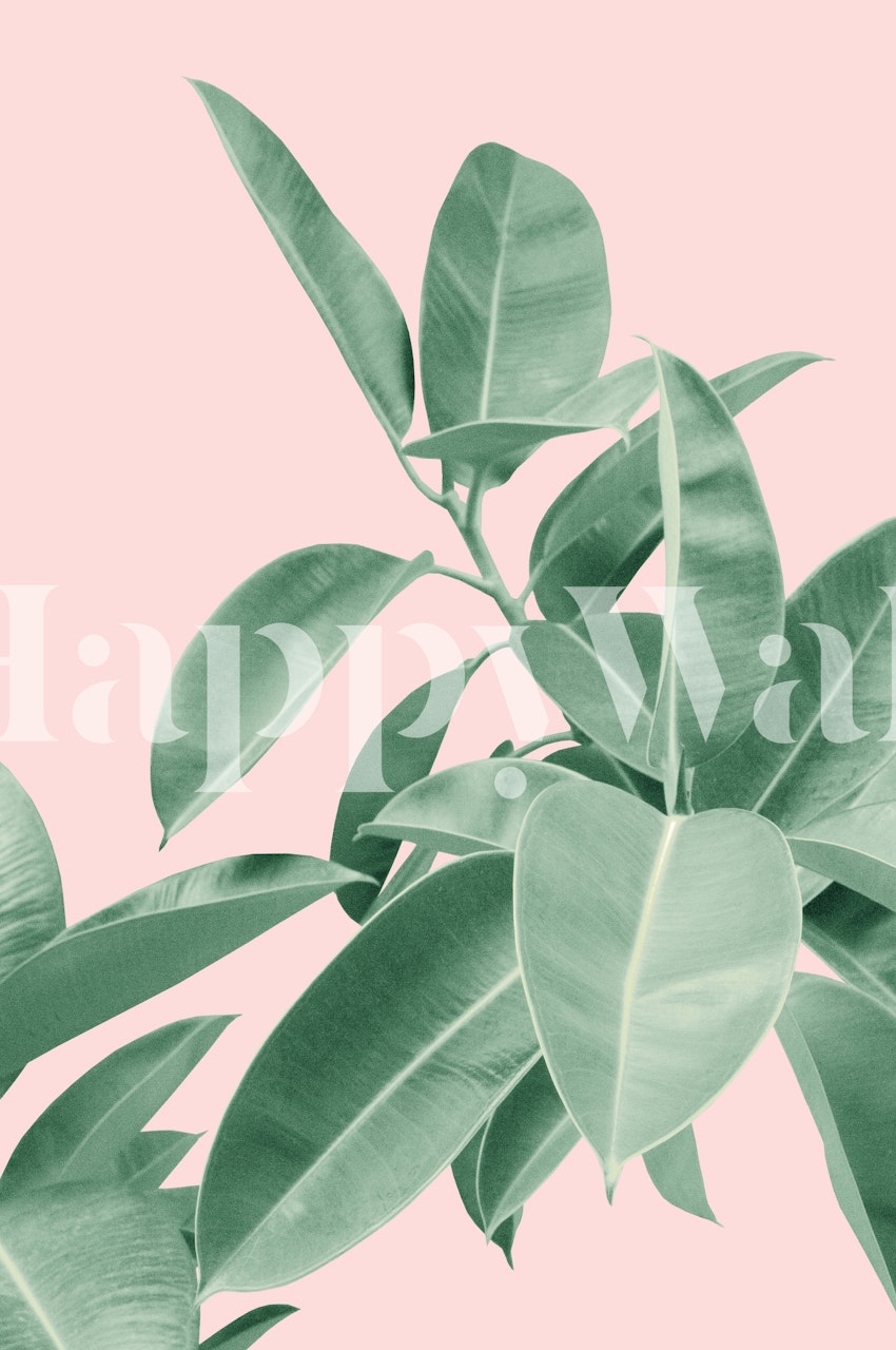 Soft green Rubber Plant leaves on blush background for wall mural