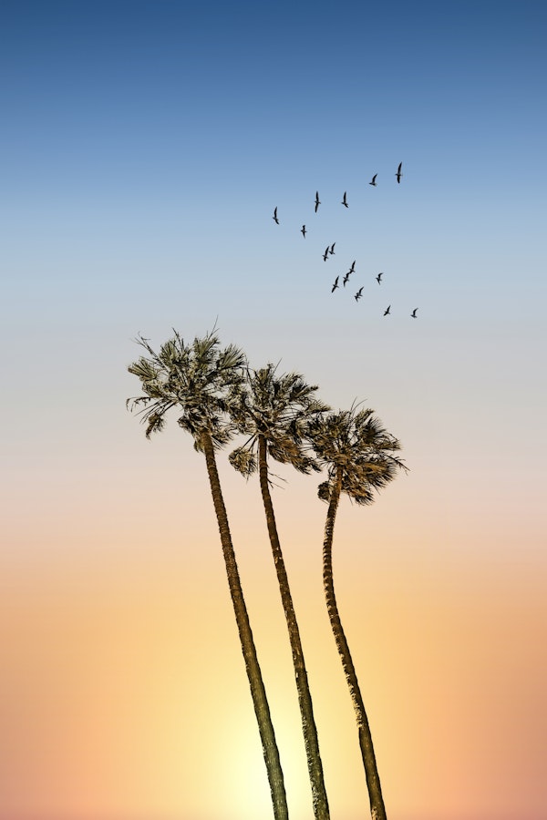 Palm trees and sunset