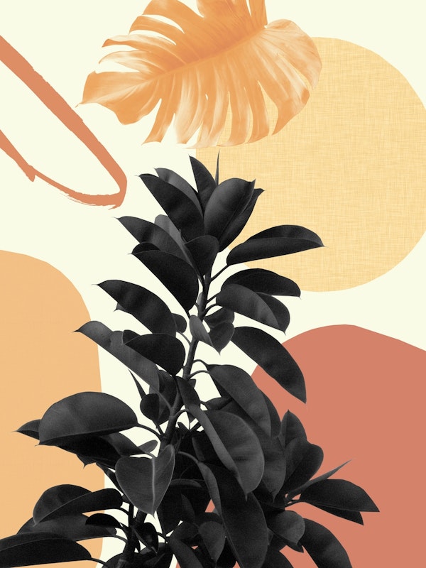 Ficus Summer Finesse 1