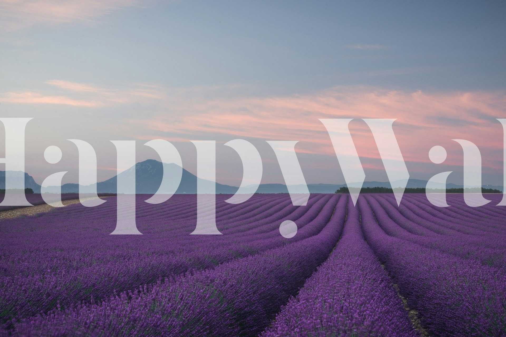 Lavender field with purple flowers and blue sky wallpaper
