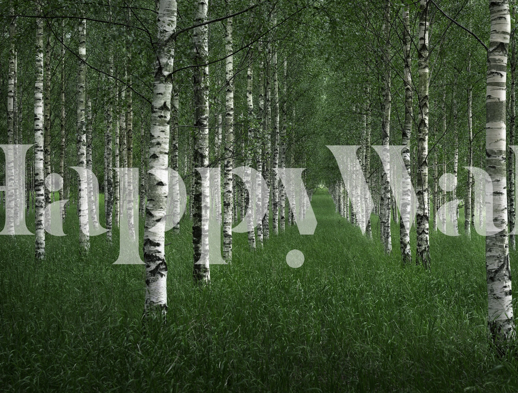 The Birch Tunnel wall mural featuring a forest path lined with birch trees