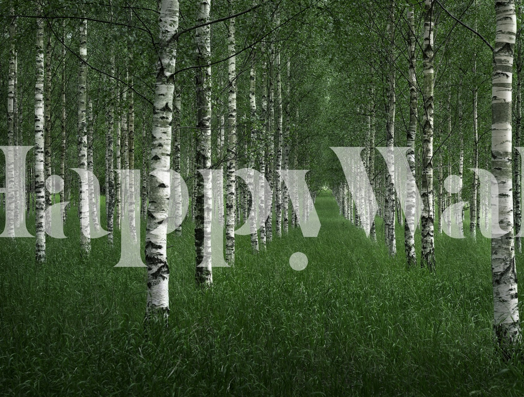 The Birch Tunnel wall mural featuring a forest path lined with birch trees