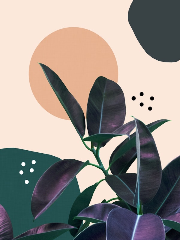 Ficus Summer Abstract 1