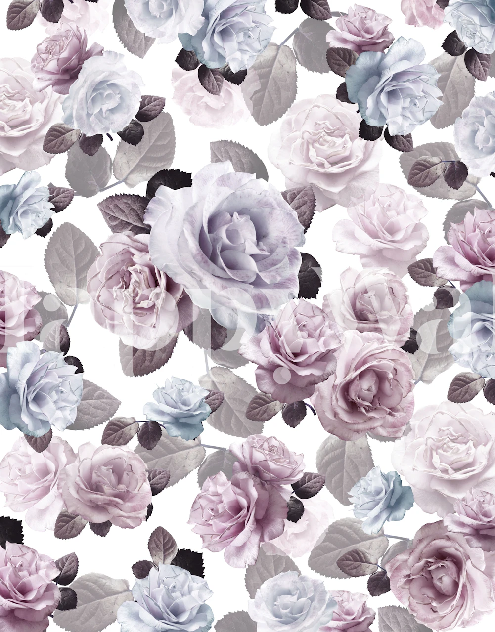 Pink and purple roses with leaves on white background wallpaper