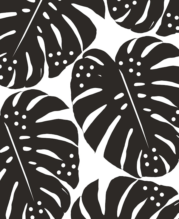 Polka Dots Monstera Finesse 1