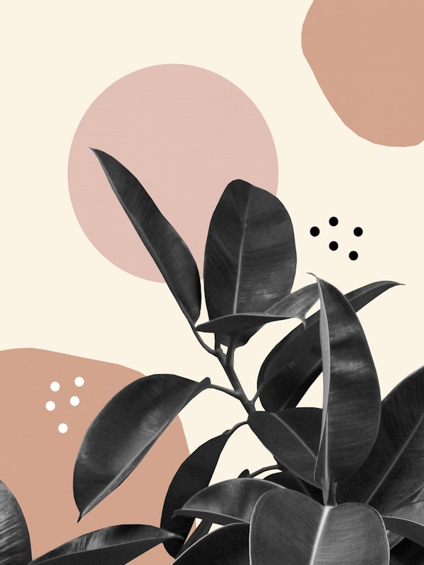 Ficus Summer Abstract 2