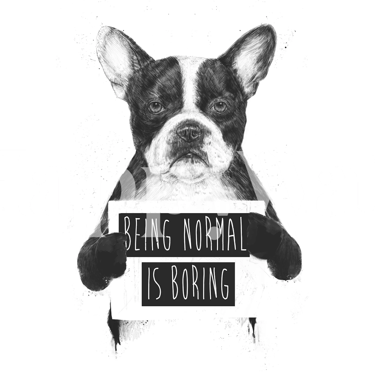 Black and white wall mural of a French Bulldog holding a Being Normal is Boring sign