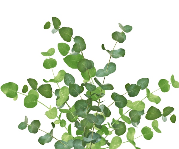 Eucalyptus Bouquet Dream 1