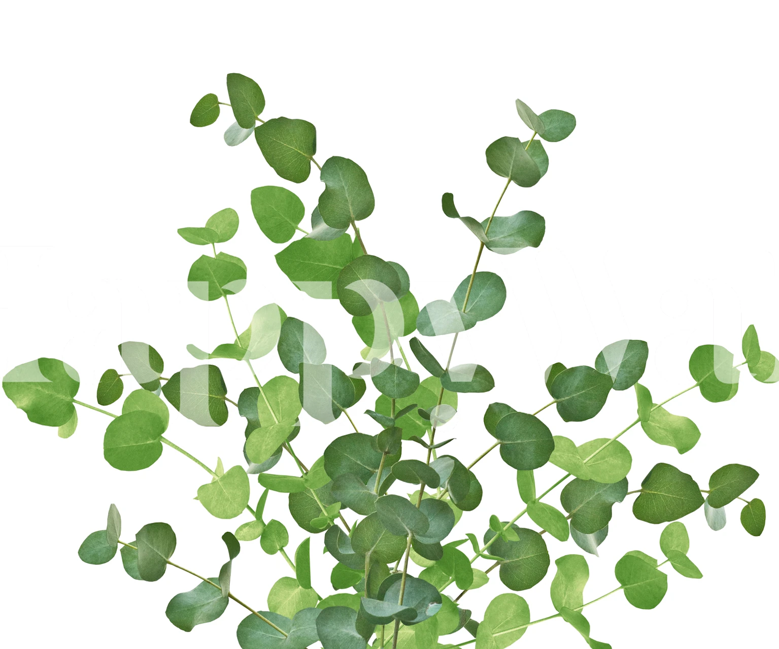 Eucalyptus Bouquet Dream 1 wallpaper in a room