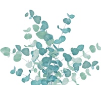 Eucalyptus Bouquet Dream 2 tapet