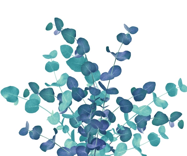 Eucalyptus Bouquet Dream 3