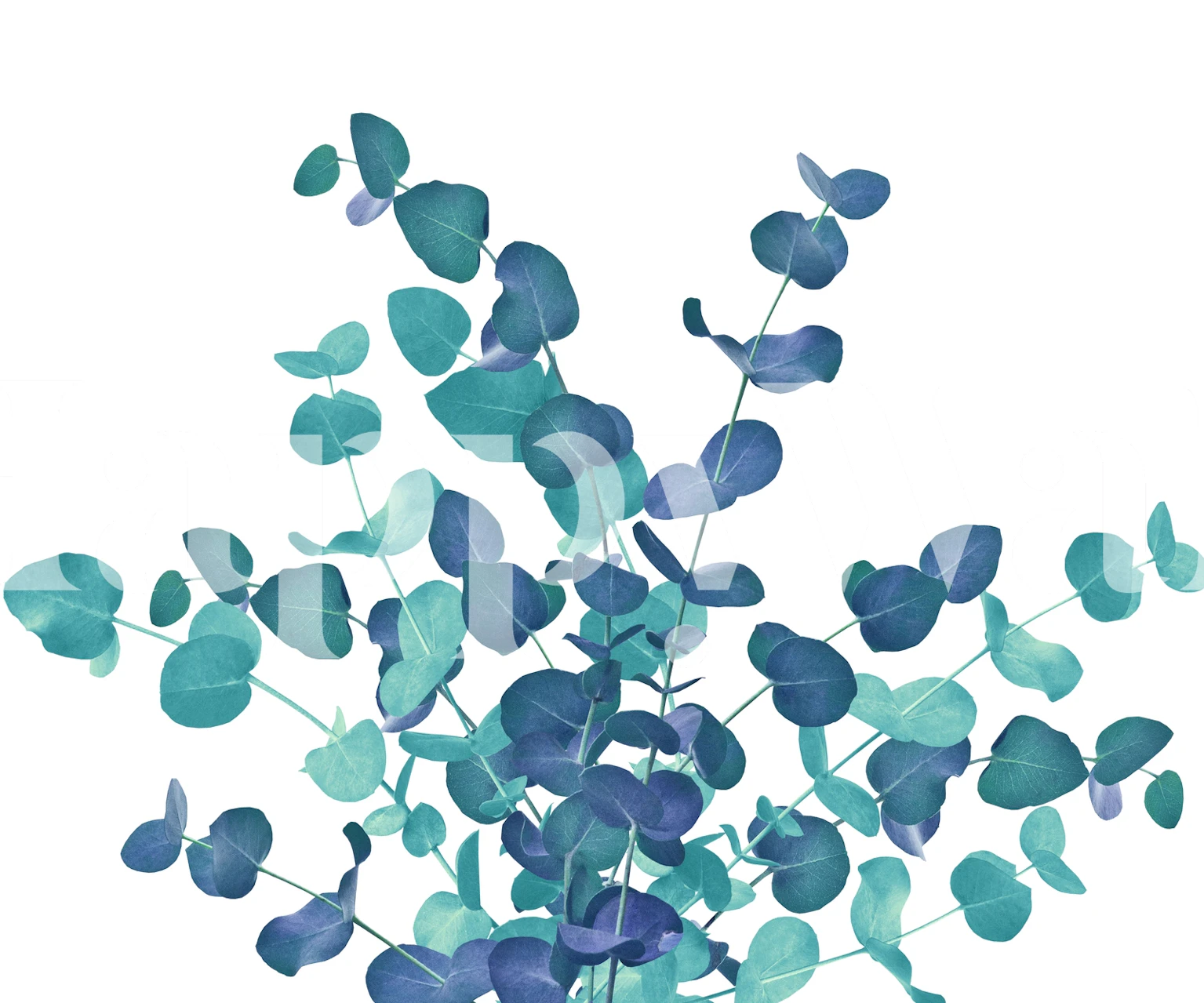 Eucalyptus leaves in shades of green wallpaper