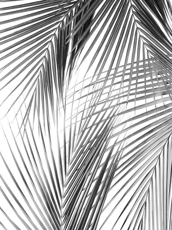Palm Leaves Jungle Dream 2