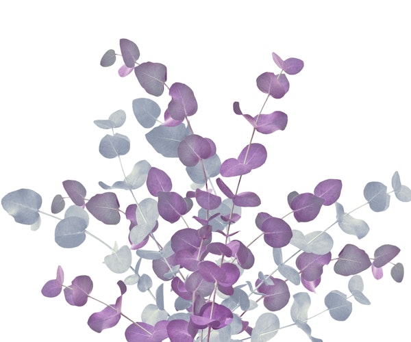 Eucalyptus Bouquet Dream 4