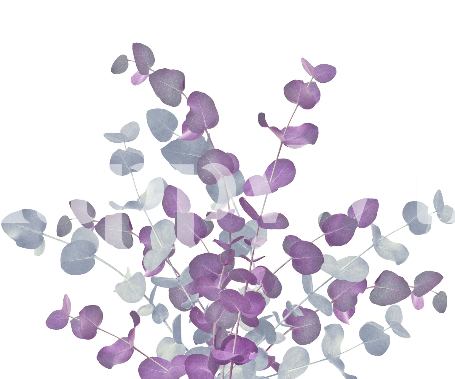 Eucalyptus Bouquet Dream 4 wallpaperdesign