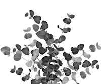 Eucalyptus Bouquet Dream 5 tapet