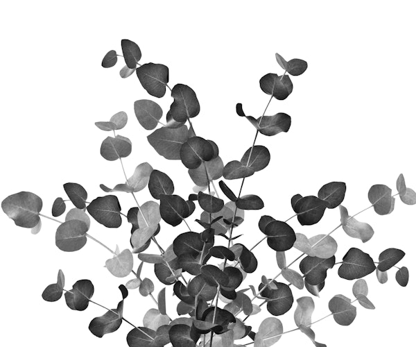 Eucalyptus Bouquet Dream 5