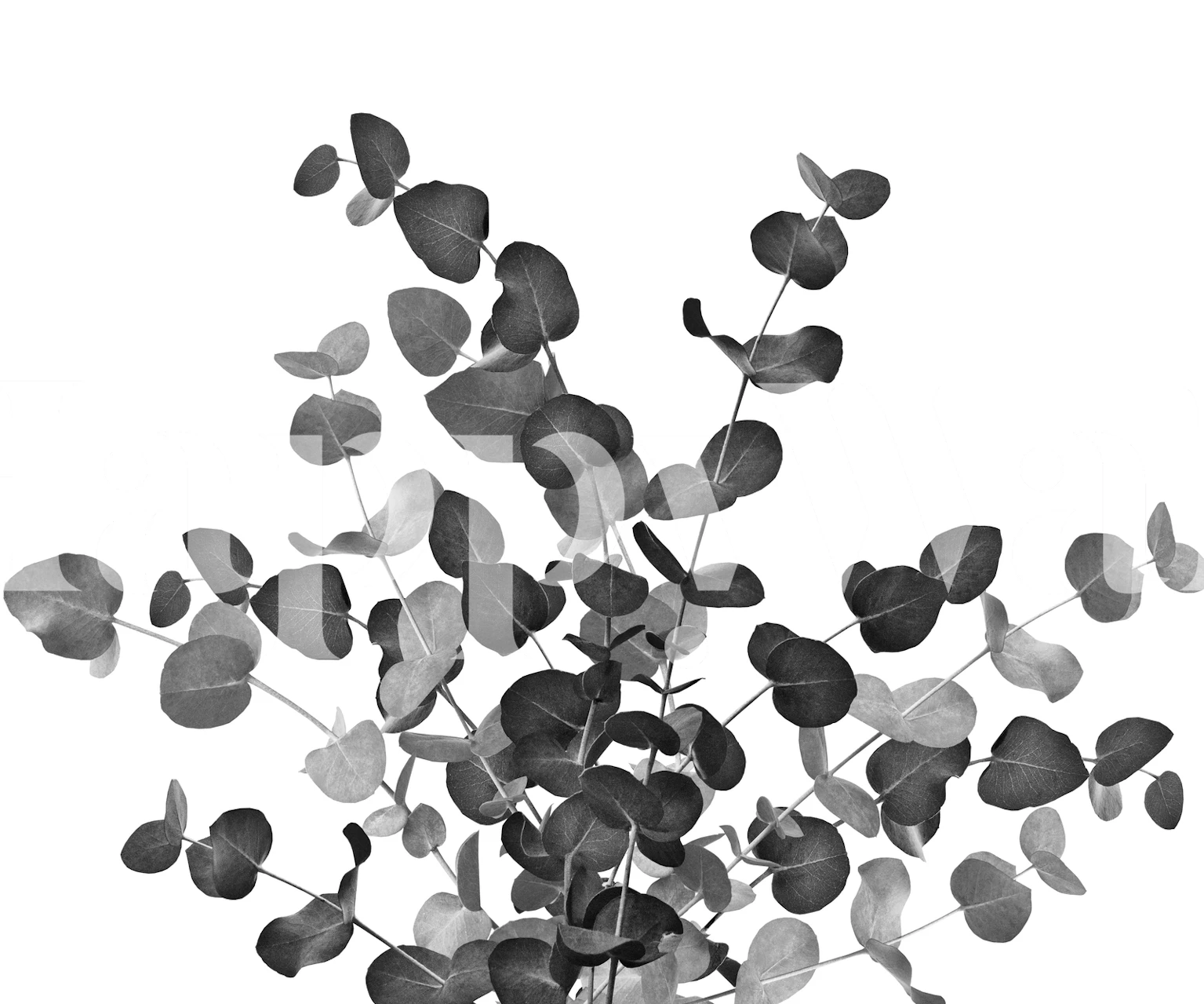 Monochromatic eucalyptus leaves wall mural for serene home decor