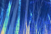 Forest Trees Night Blue behang