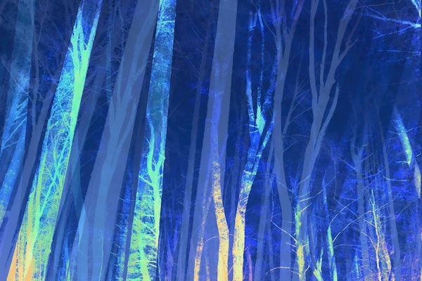 Forest Trees Night Blue