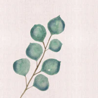 Eucalyptus branch and leaves wallpaper