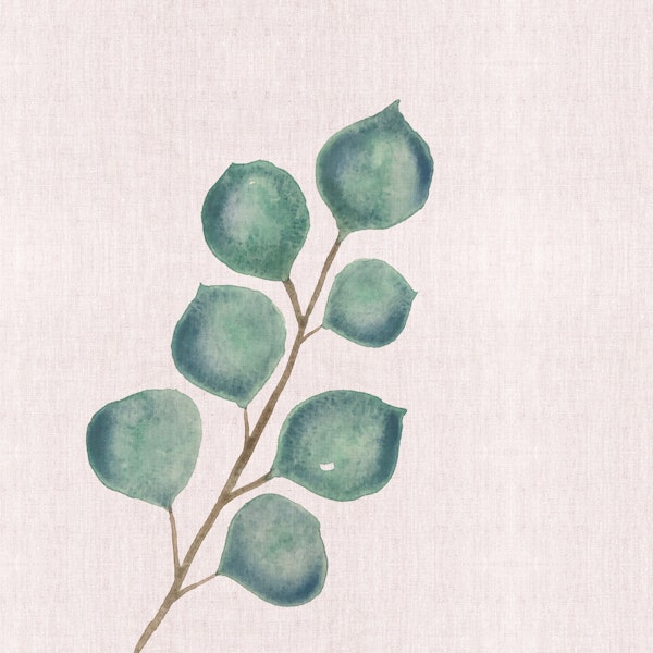 Eucalyptus branch and leaves