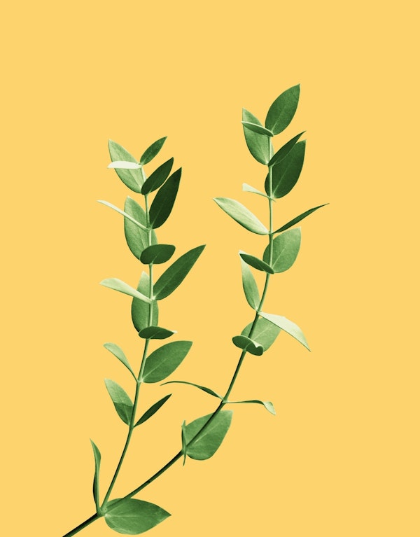 Minimal Eucalyptus Dream 3